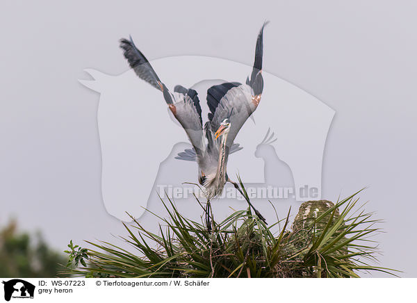 Graureiher / grey heron / WS-07223