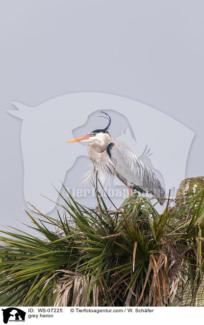 Graureiher / grey heron / WS-07225