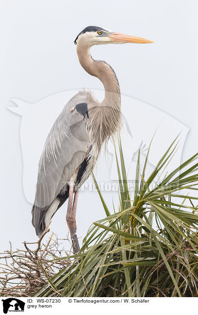 Graureiher / grey heron / WS-07230