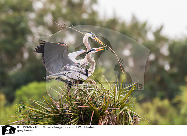 Graureiher / grey heron / WS-07240