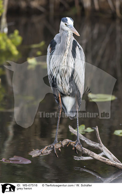 grey heron / WS-07516