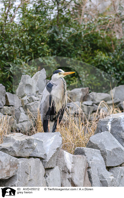 Graureiher / grey heron / AVD-05012