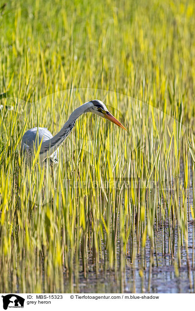 Graureiher / grey heron / MBS-15323