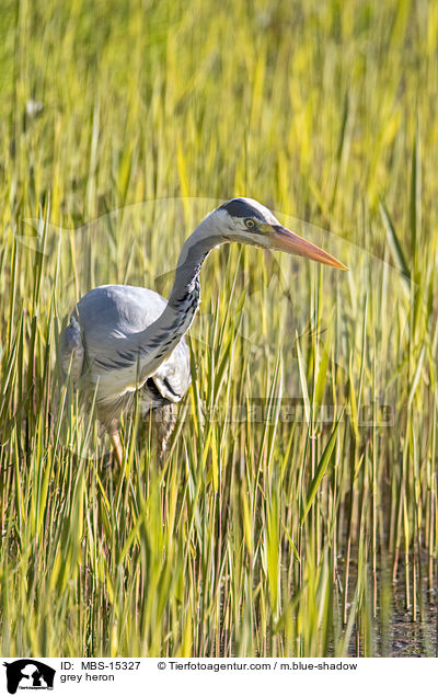 Graureiher / grey heron / MBS-15327