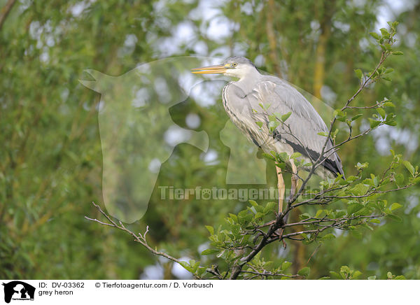 grey heron / DV-03362