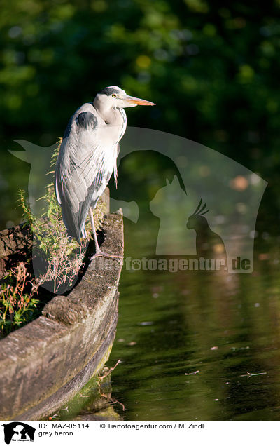 Graureiher / grey heron / MAZ-05114