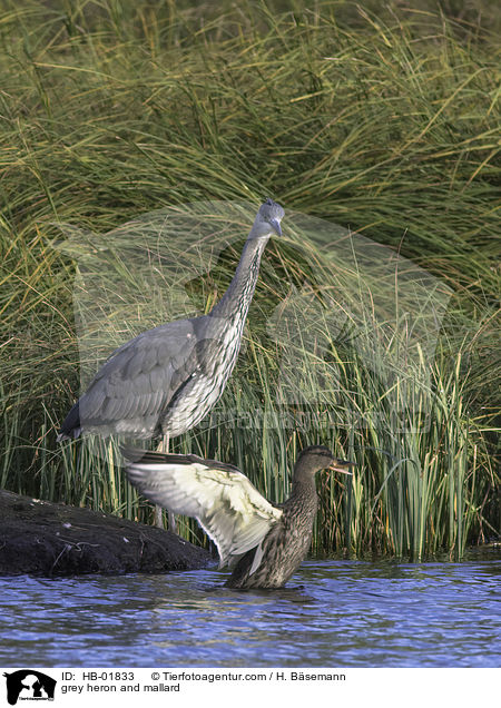 grey heron and mallard / HB-01833