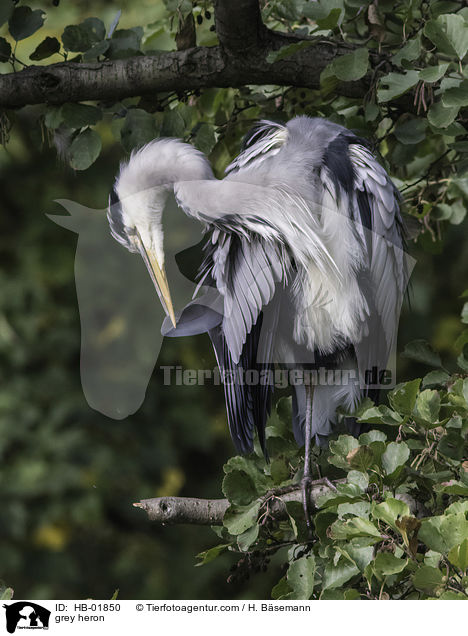 grey heron / HB-01850