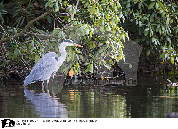 grey heron / MBS-16327