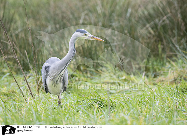 grey heron / MBS-16330