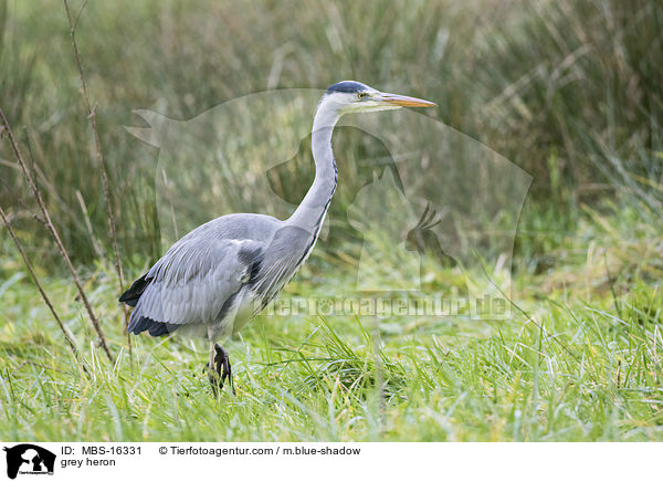 Graureiher / grey heron / MBS-16331