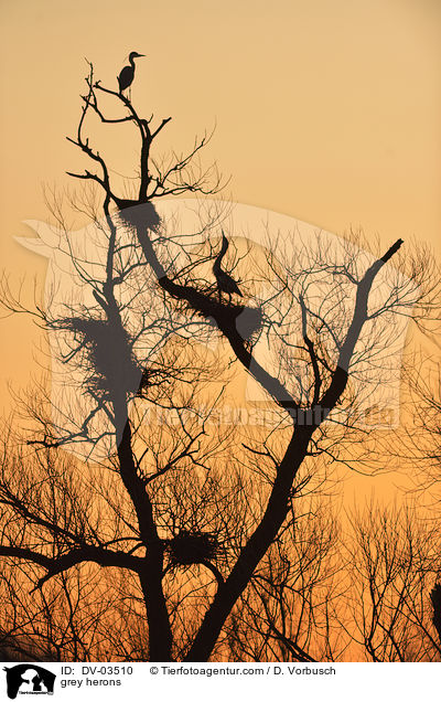 grey herons / DV-03510