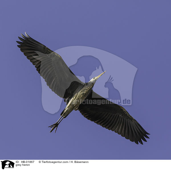 grey heron / HB-01867