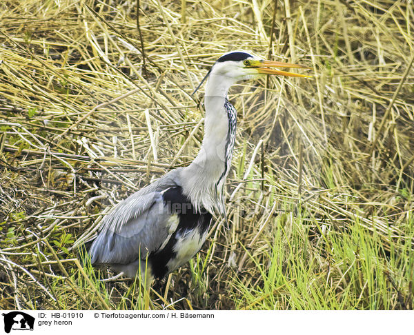 Graureiher / grey heron / HB-01910