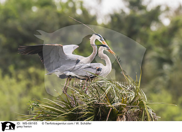 Graureiher / grey heron / WS-08165