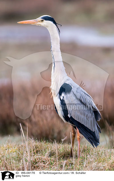 Graureiher / grey heron / WS-08176