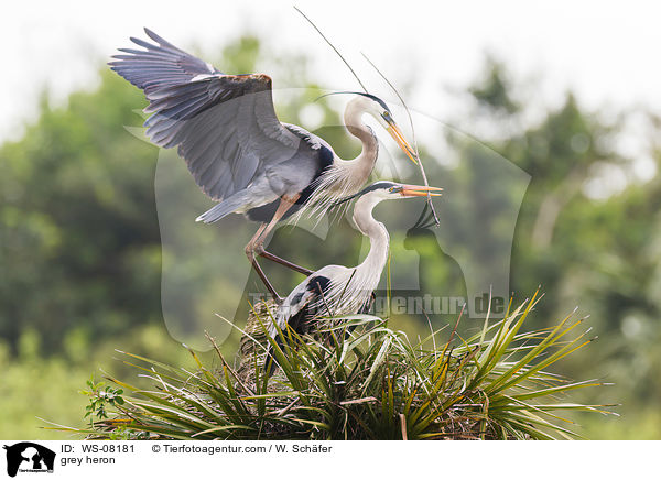 grey heron / WS-08181