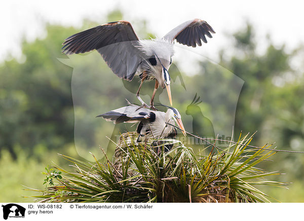 grey heron / WS-08182
