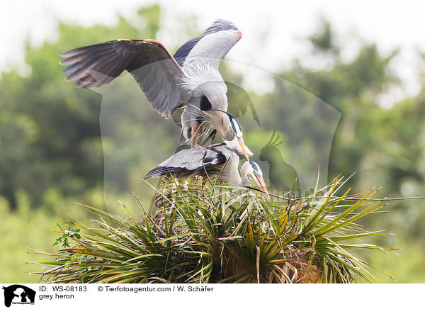 grey heron / WS-08183