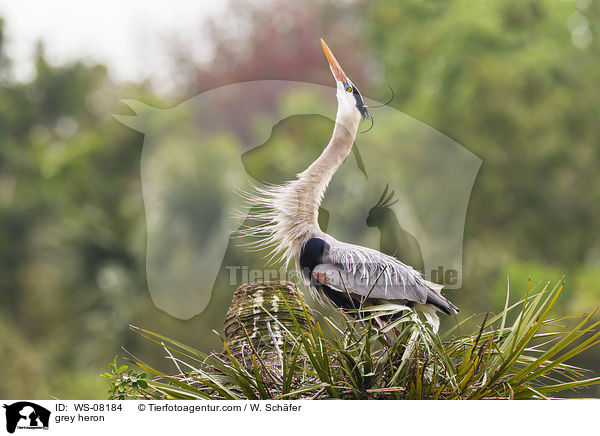 grey heron / WS-08184