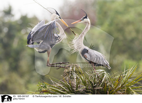 grey heron / WS-08187
