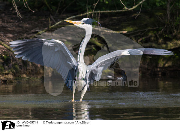 grey heron / AVD-05714
