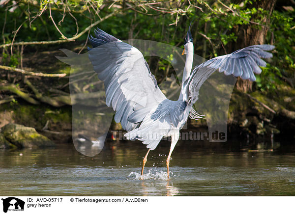 grey heron / AVD-05717