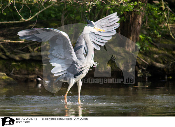 grey heron / AVD-05718
