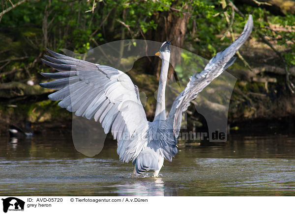 grey heron / AVD-05720