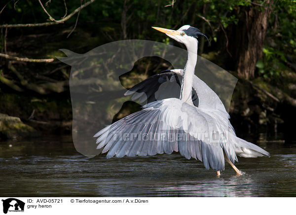 grey heron / AVD-05721