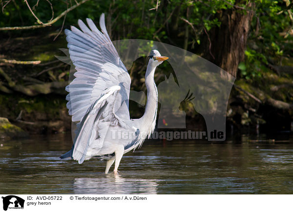 grey heron / AVD-05722