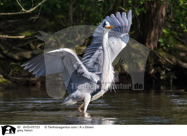 grey heron / AVD-05723