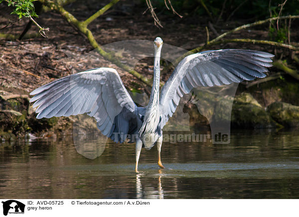 grey heron / AVD-05725