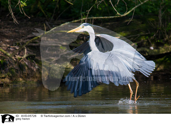 grey heron / AVD-05726