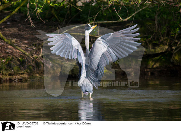 grey heron / AVD-05732
