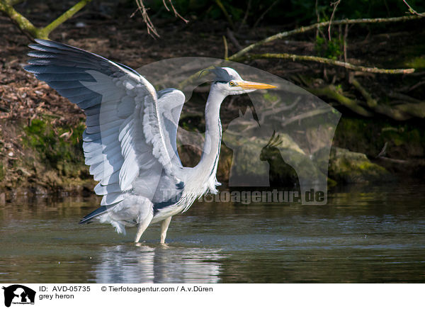 grey heron / AVD-05735