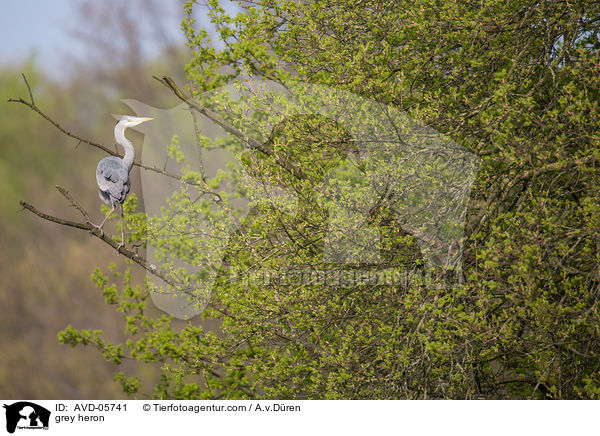 grey heron / AVD-05741