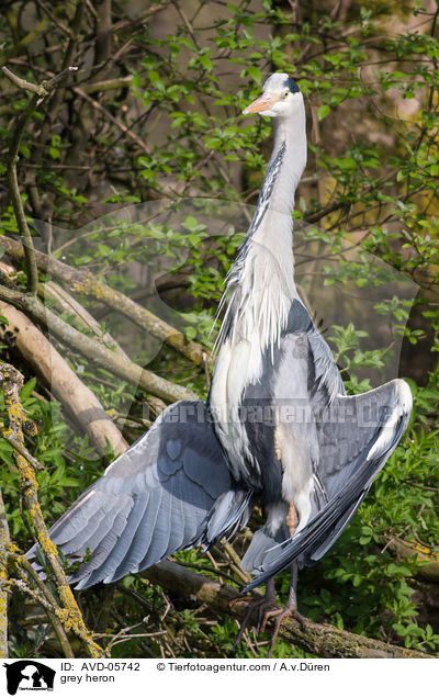 grey heron / AVD-05742