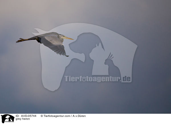 grey heron / AVD-05744