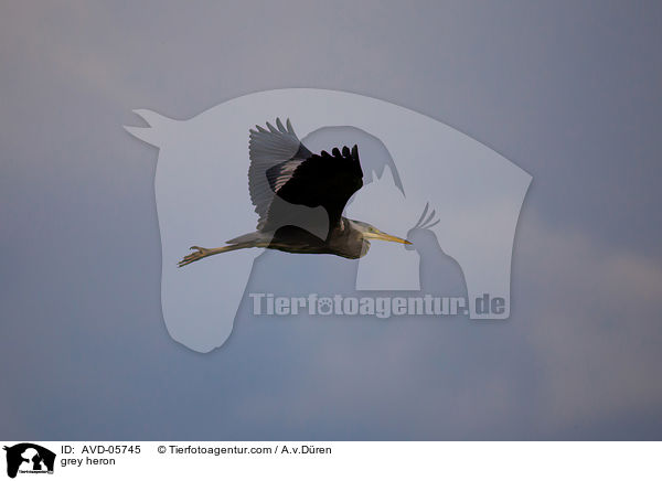 grey heron / AVD-05745