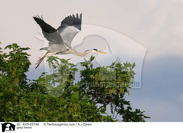 grey heron / AVD-05746