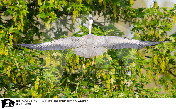 grey heron / AVD-05748