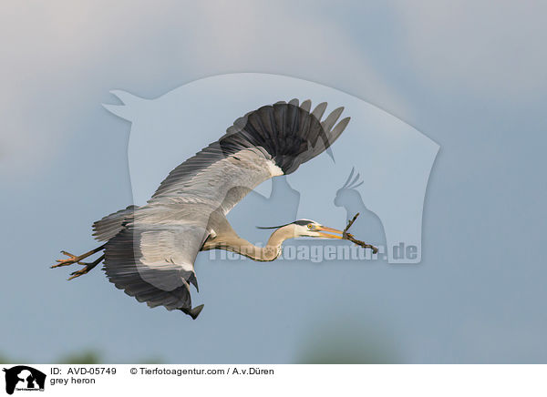 grey heron / AVD-05749