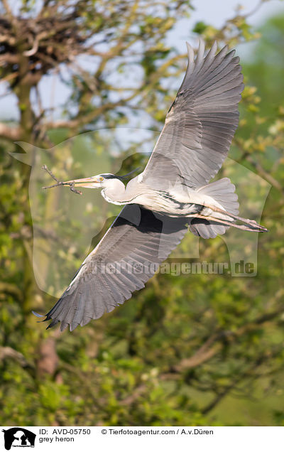 Graureiher / grey heron / AVD-05750