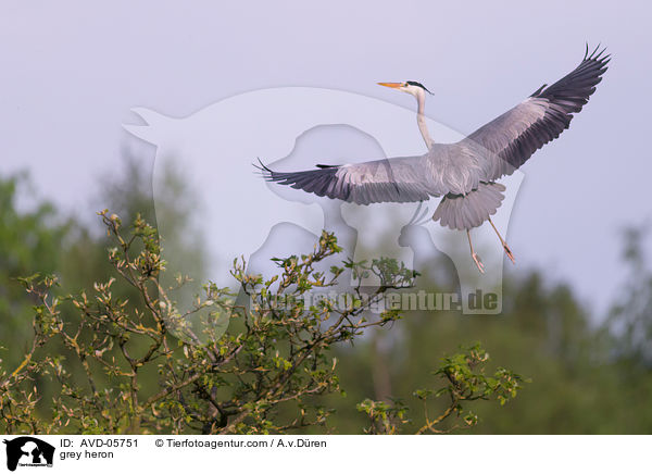 grey heron / AVD-05751