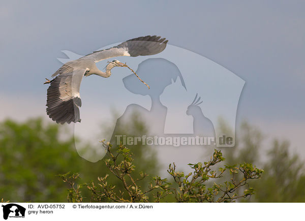 grey heron / AVD-05752