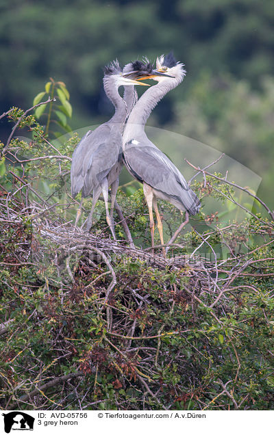 3 Graureiher / 3 grey heron / AVD-05756