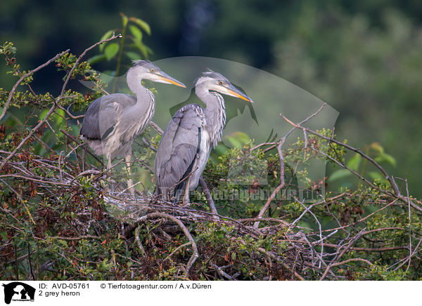 2 Graureiher / 2 grey heron / AVD-05761