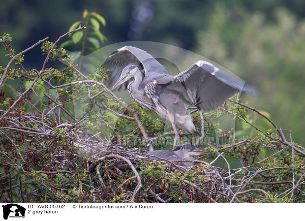 2 grey heron / AVD-05762