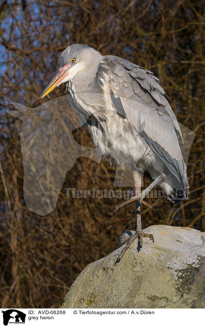 Graureiher / grey heron / AVD-06268